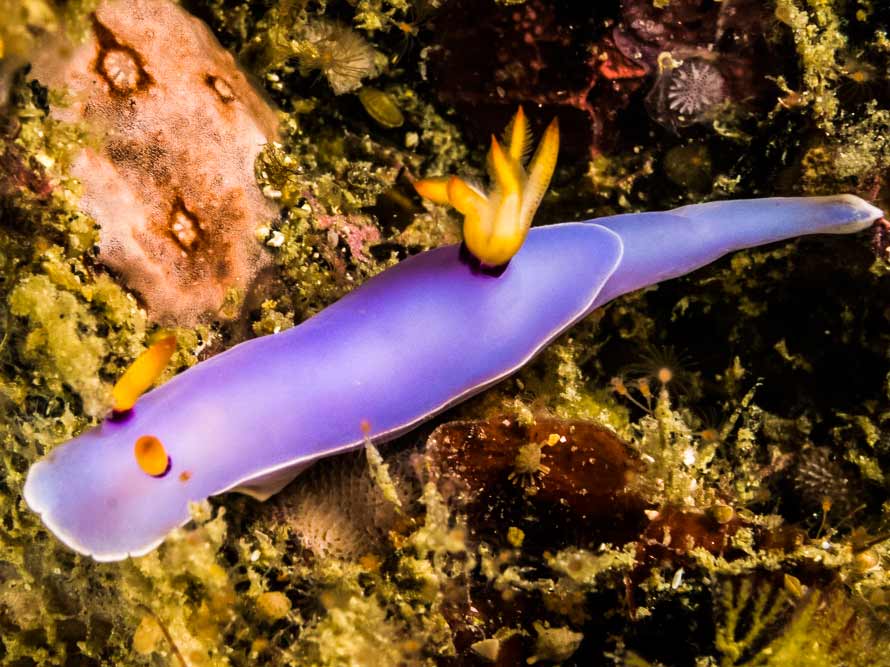 Hypselodoris melanesica